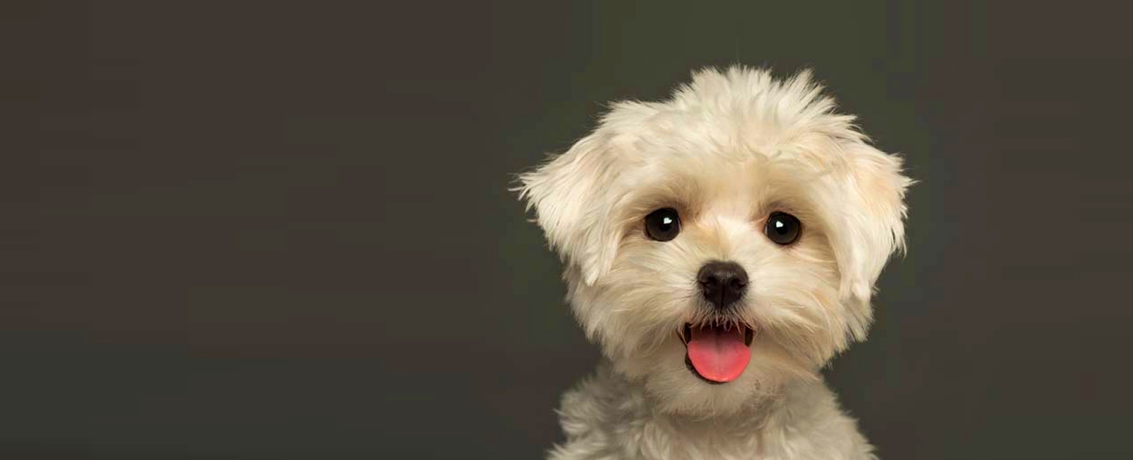 Residencia Canina Del Xiquet, mascotas y veterinaria en Torrent